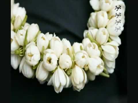 طوق الياسمين